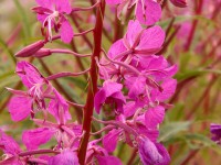 /album/les-arcs-en-ete/fleur-dete-jpg/