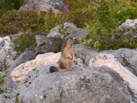 /album/les-arcs-en-ete/marmotte-ecoute-jpg/