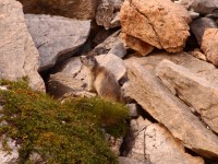 /album/les-arcs-en-ete/marmotte-explore-jpg/